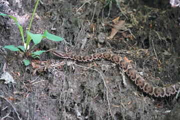 Fototapeta premium 藪の中を這うマムシ