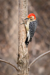Red-bellied woodpecker, Melanerpes carolinus, perched on the side of a tree