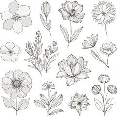 Botanic set of detailed various flowers line vector illustration white background
