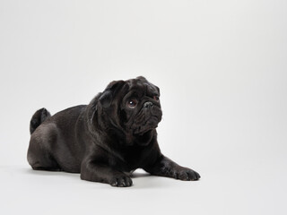 A black pug is captured in a playful pose in a studio with a white background. The soft lighting emphasizes the dog shiny coat and expressive personality.