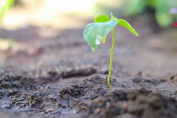 Young plant of pomelo in soil humus on a white background