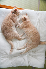 布団に寝る、仲良し兄弟猫二匹