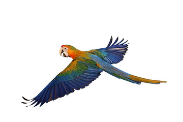 Colorful flying Camelot Macaw parrot isolated on transparent background png file