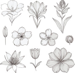 Botanic set of detailed various flowers line vector illustration white background