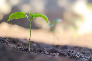 Small trees are growing in the middle of the sun, warm in the morning, the concept of saving the world and reducing global warming.