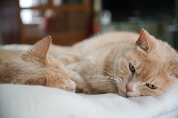 布団に寝る、仲良し兄弟猫二匹