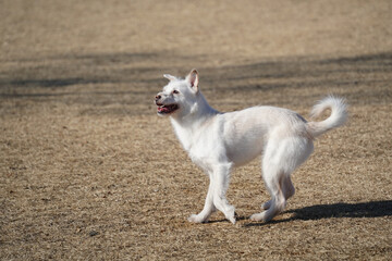 White dog playing on the grass in the park.