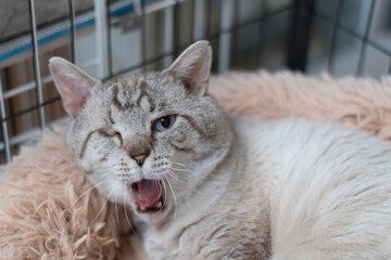 欠伸をする可愛い猫　シャムトラ猫