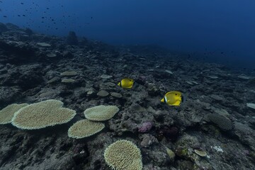 Underwater Scene with Vibrant Yellow Fish Swimming Among Coral Reefs in Clear Blue Ocean Water Rich in Marine Life and Natural Biodiversity
