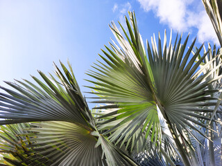 Palem Bismarck (Bismarckia nobilis) sky background