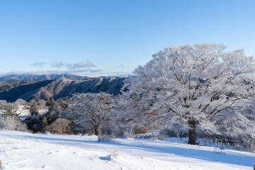 美しい霧氷の木々と青空