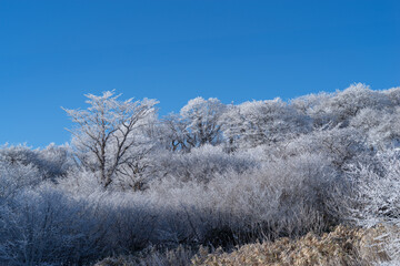 美しい霧氷の木々と青空