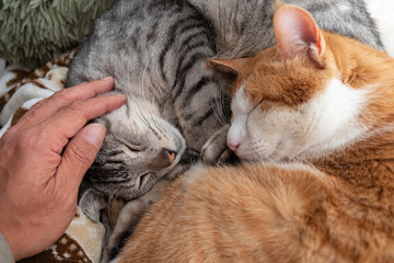 寝ている二匹の猫を撫で売飼い主