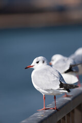Fototapeta premium 並んでいる可愛いユリカモメ