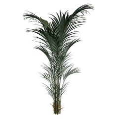 palm tree 05