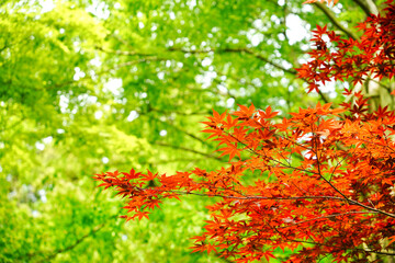 赤と緑色のもみじ
