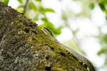 桜の木の上でとぐろを巻くアオダイショウ