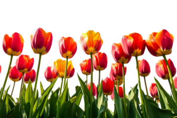 Vibrant tulip field showcasing bright colors under clear sky in springtime isolated on transparent background