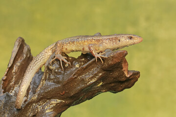 An adulit common sun skink is sunbathing before starting his daily activities. This reptile has the scientific name Mabouya multifasciata. 