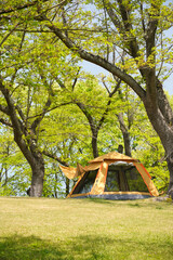 公園の芝生にテントを張っている
