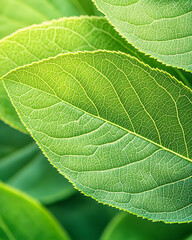 Obraz premium Pistachio nut are a healthy food. And it is a useful. Generative AI Illustration