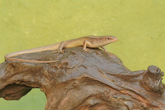 An adulit common sun skink is sunbathing before starting his daily activities. This reptile has the scientific name Mabouya multifasciata. 
