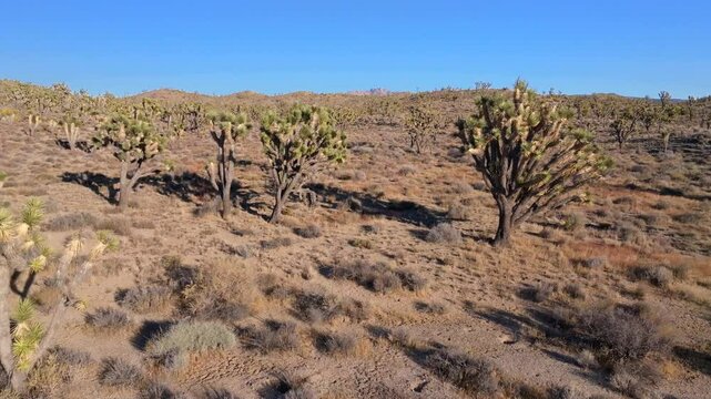 Yucca Trees Joshua Tree National Park California aerial drone San Fernando County Mojave Colorado desert landscape Kelso Pinto Basin Dunes blue sky sunny afternoon forward pan up motion