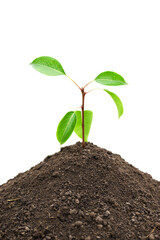 small pear tree sprout in a pile of ground isolated on white background
