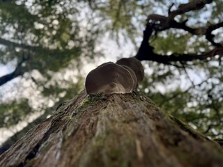 This is an Ochre Banded Conk, or Fomitopsis ochracea, a polypore fungus found in North America.	