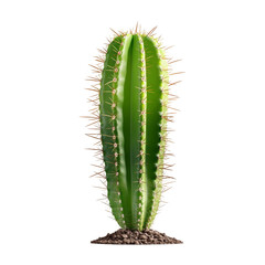 Naklejka premium Cactus plant growth desert environment nature photography