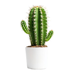 Cactus growth showcase indoor plant photography minimalist
