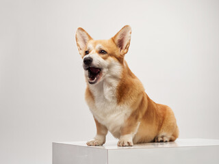 A Corgi sits calmly on a white platform in a studio setting. The dog's short legs and alert ears add charm to its posture.