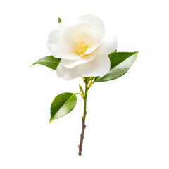 Fototapeta premium Elegant white camellia bloom garden floral image nature