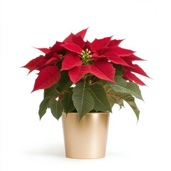 Vibrant poinsettia plant in a gold pot isolated on white background with lush green leaves and deep red bracts