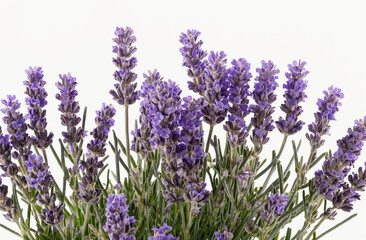 Beautiful Lavender Flowers Isolated on White Background – Elegant Floral Composition