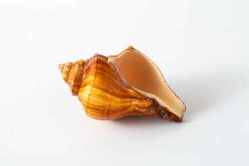 sea shell isolated on white