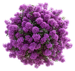 Obraz premium PNG Real purple flower bushes flowers shape purple flowers.