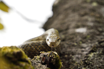 桜の木の上でとぐろを巻くアオダイショウ