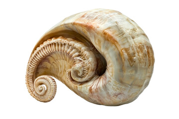 Beautiful spiral shell displaying intricate patterns and textures found on a sandy beach isolated on transparent background