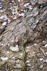 赤松の樹皮の上を這うシマヘビ
