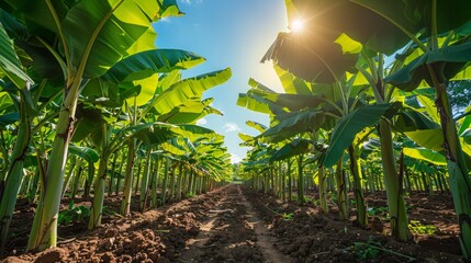 Obraz premium A path through a lush banana plantation, sunbeams filtering through the leaves. AI generative. .