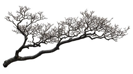 Fototapeta premium Silhouetted Dead Trees at Sunset: A Fiery Landscape