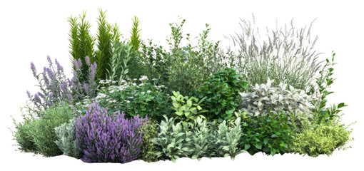 PNG Various shrubs and perennials plants foliage garden.
