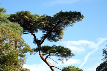 養老公園 松の木