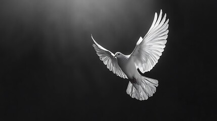 Fototapeta premium Majestic White Dove in Flight: A Symbol of Peace and Serenity