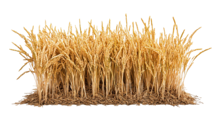 A vibrant patch of golden wheat ready for harvest in a sunny agricultural field. transparent background