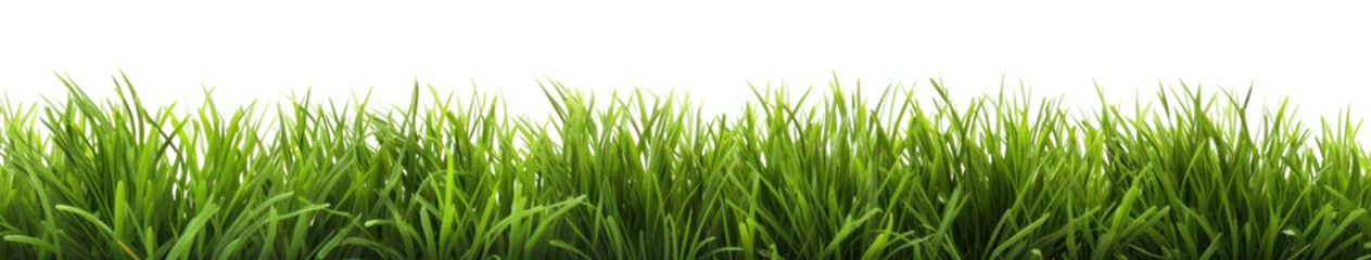 PNG Short green grass border background outdoors nature.