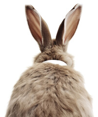Obraz premium PNG A rabbit at the back animal mammal rodent.