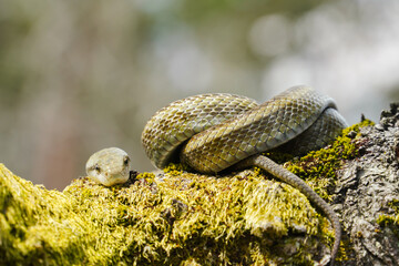 桜の木の上でとぐろを巻くアオダイショウ