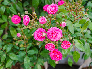 Pink rose close-up against the background of green foliage lit by natural sunlight. Beautiful flowering plants in the summer garden.